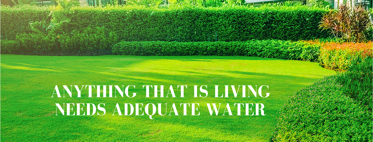 Natures Calling Lawn Treatment