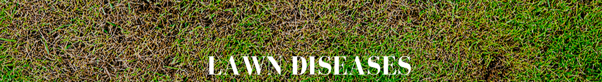 Lawn Diseases