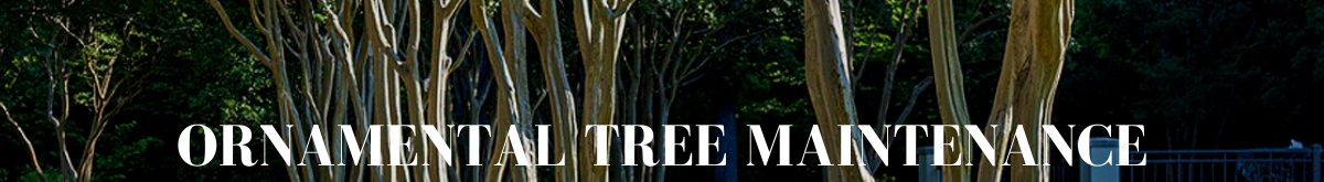 Ornamental Tree Maintenance