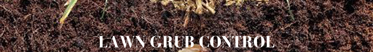 Lawn Grub Control