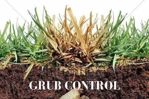 LEARN MORE lawn grub control